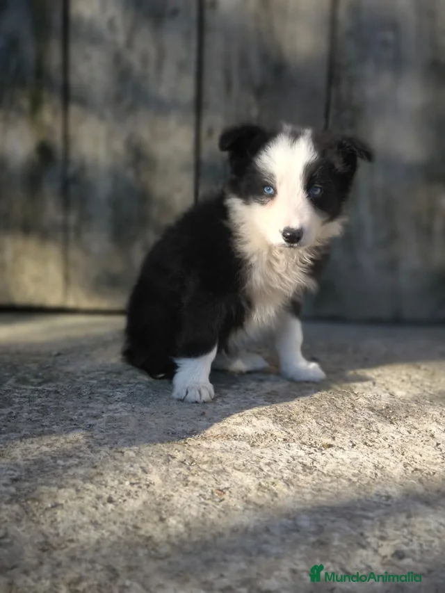 Último cachorro border collie! en venta en Taradell | MundoAnimalia