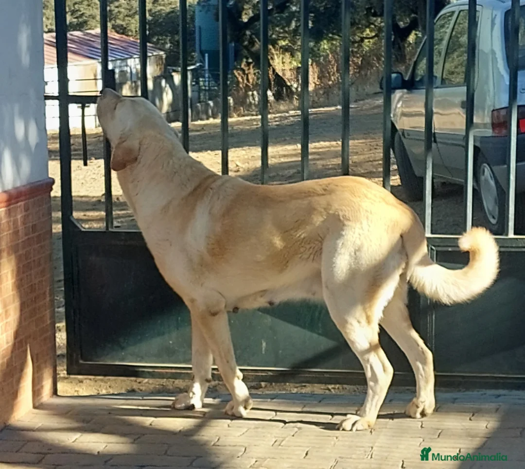 Mastín Español perros en venta: Mastín Español  - Anuncio 9