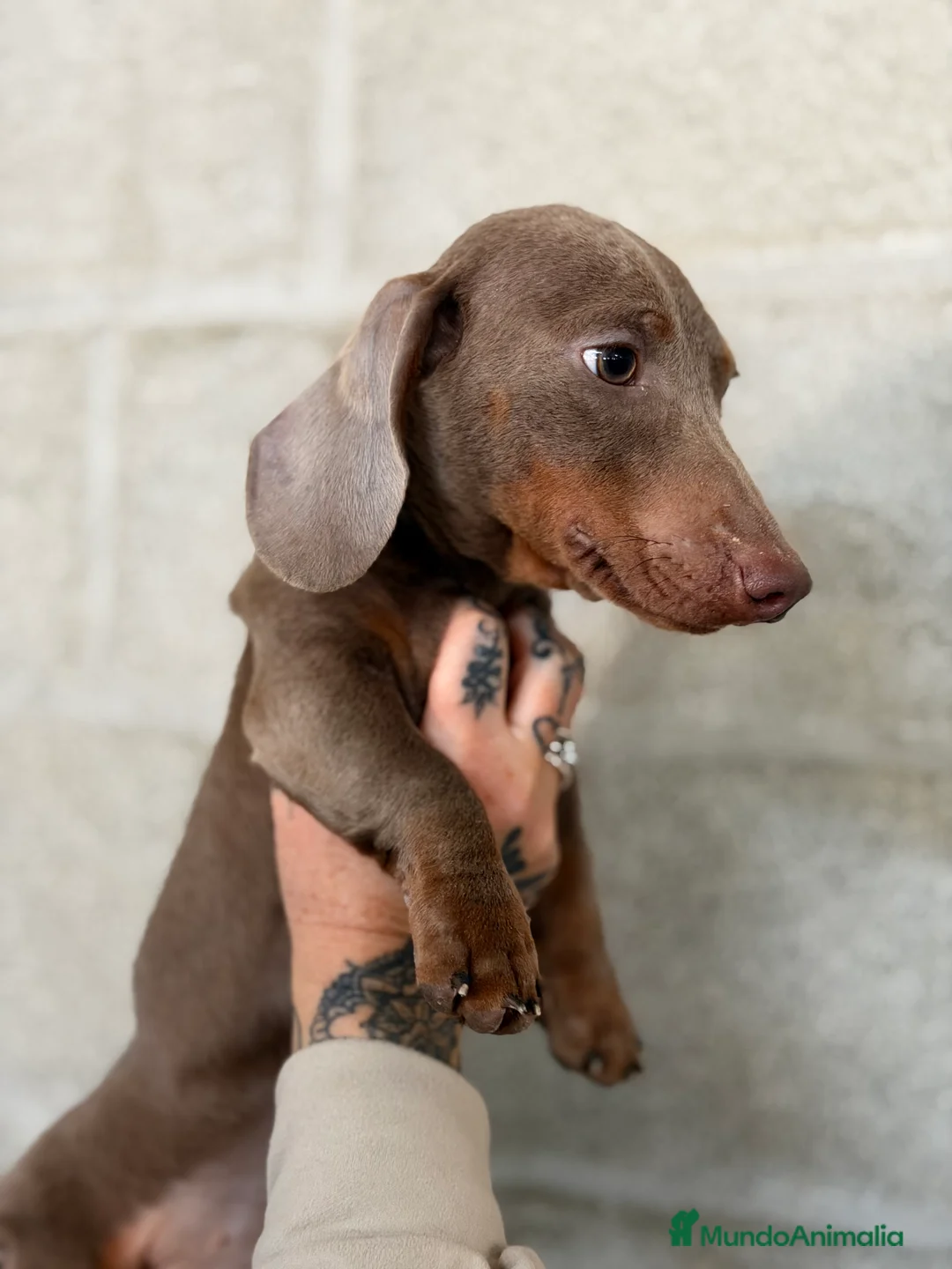 Teckel Miniatura perros en venta: Teckel  Isabella mini  - Anuncio 8