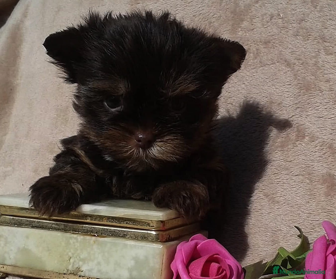 Yorkshire Terrier perros Hembra Yorkshire Chocolate toy - Anuncio 4