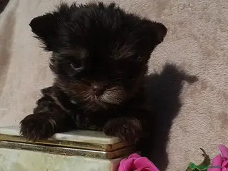 Yorkshire Terrier perros Hembra Yorkshire Chocolate toy - Anuncio 4