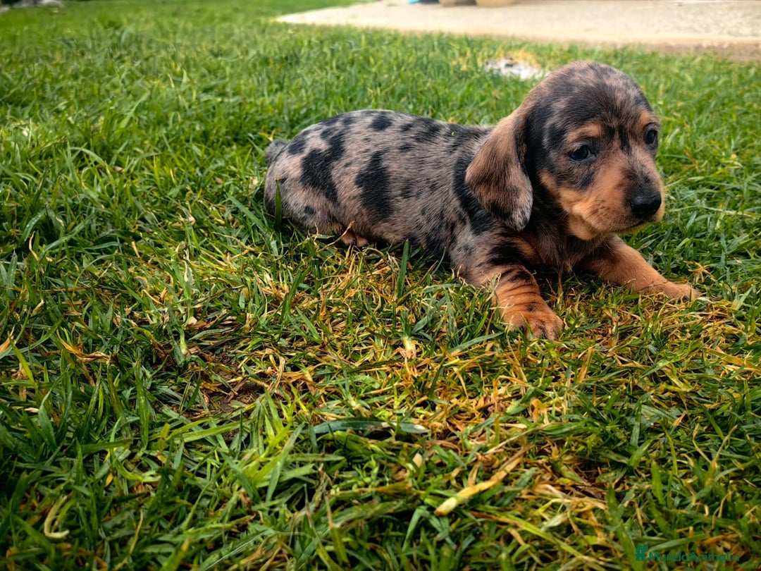 Teckel Miniatura perros en venta: Teckel miniatura  - Anuncio 16