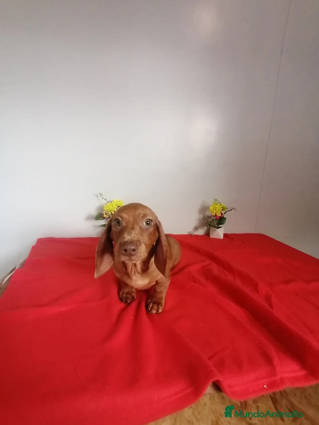 Teckel Miniatura perros en venta: Precioso teckel miniatura  - Anuncio 1