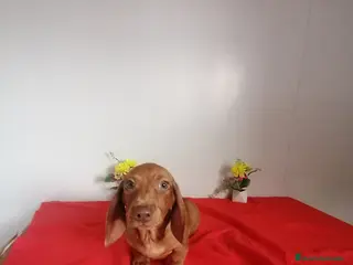 Teckel Miniatura perros Precioso teckel miniatura - Anuncio 4