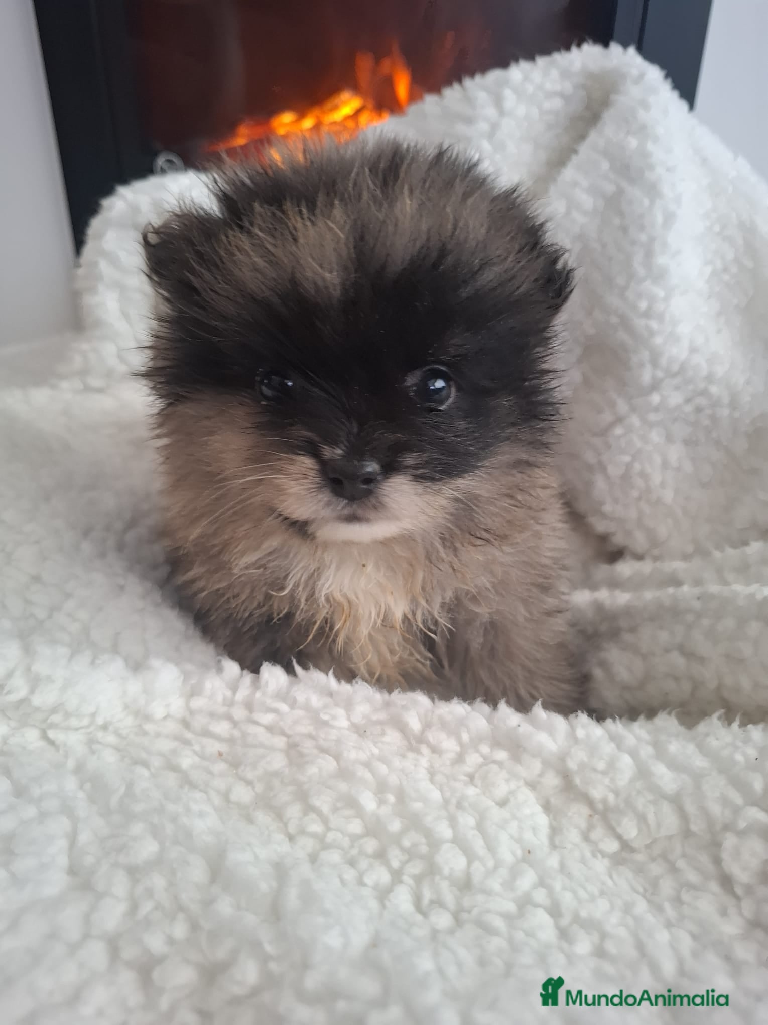 Pomerania perros POMERANIA MERLE - Anuncio 2