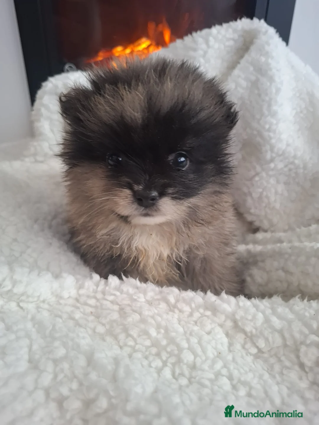 Pomerania perros en venta: POMERANIA MERLE - Anuncio 1