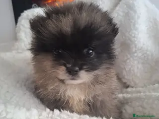 Pomerania perros POMERANIA MERLE - Anuncio 2