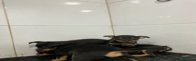 Pinscher Miniatura 1