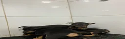 Pinscher Miniatura perros en venta: Cachorros Mini Pinscher 500€ ¡PRECIO REAL!   - Anuncio 4