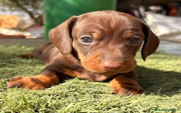 Teckel perros en venta: Teckel Chocolate - Imagen 1