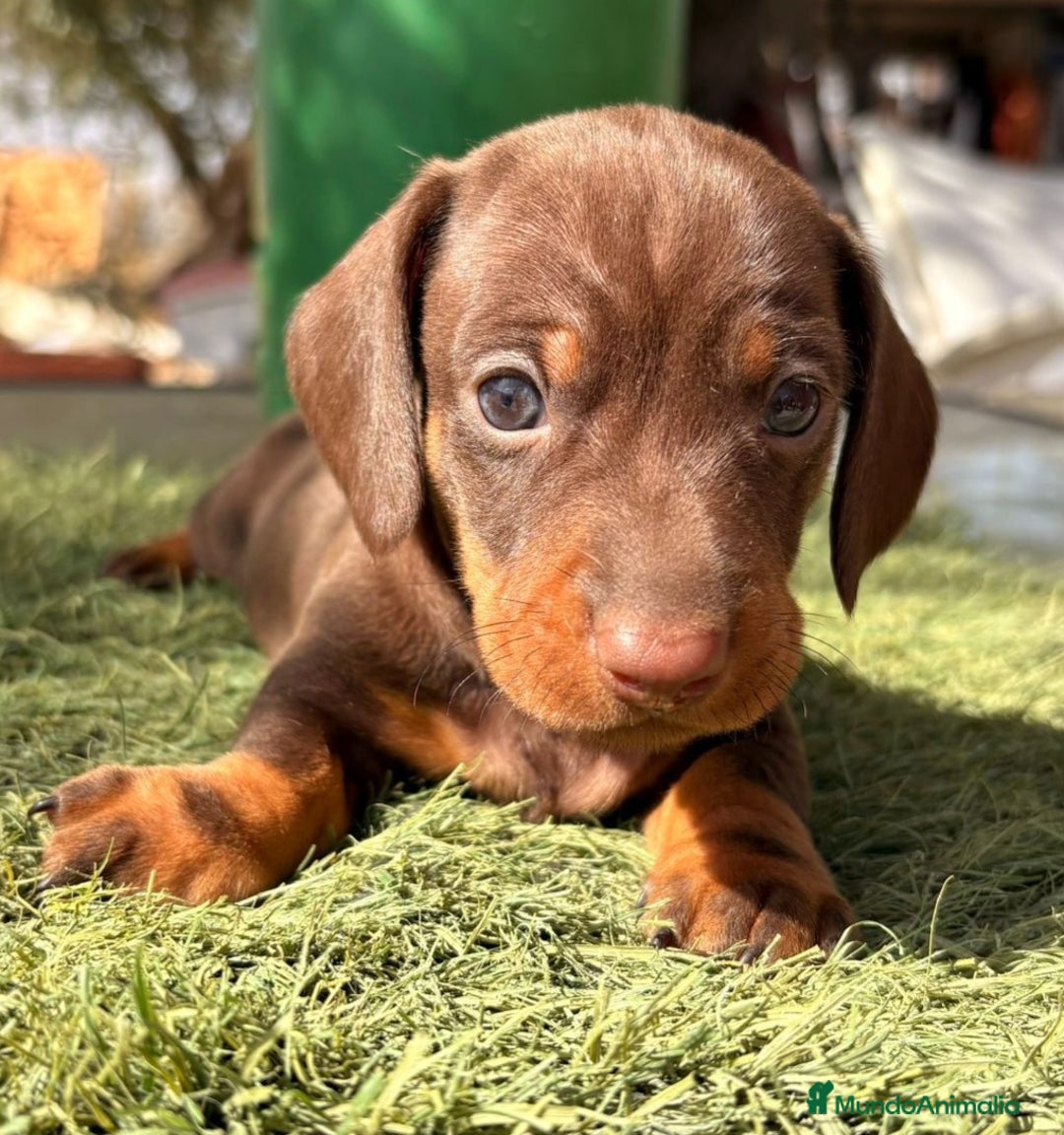 Teckel perros en venta: Teckel Chocolate - Imagen 1
