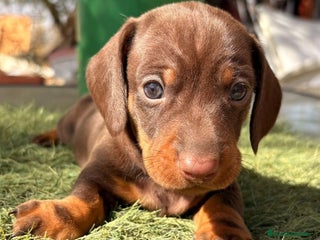 Teckel perros - Anuncio 2