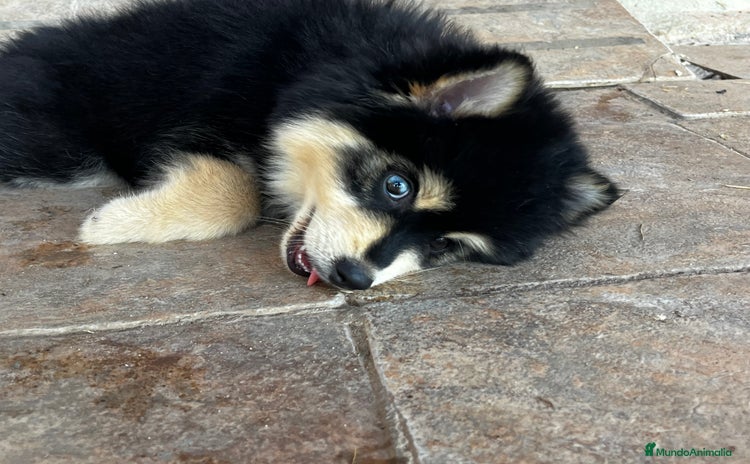 Pomsky perros - Anuncio 1