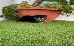 Pomerania perros en venta: POMERANIA HEMBRA DISPONIBLE - Imagen 7