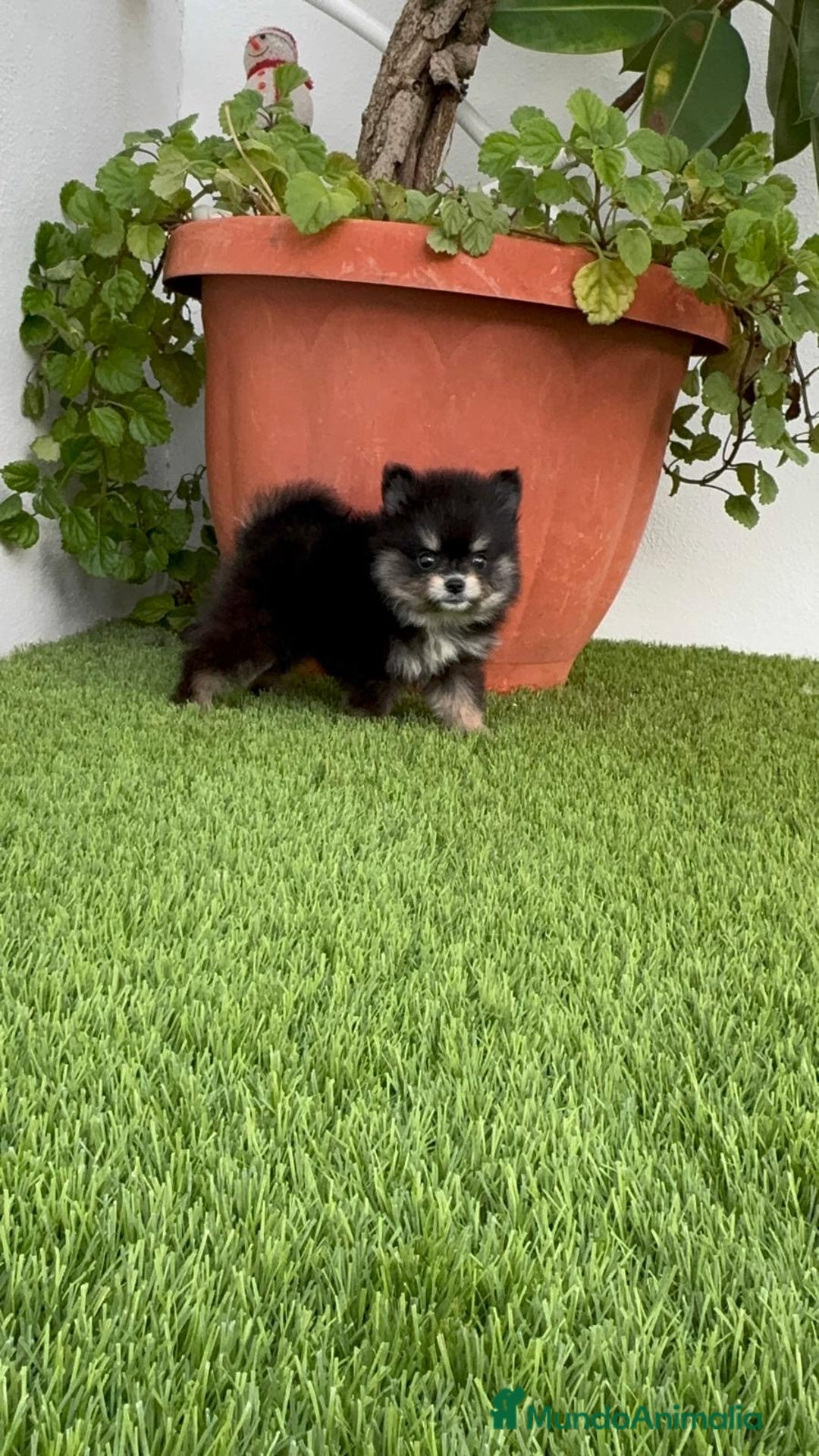 Pomerania perros en venta: POMERANIA HEMBRA DISPONIBLE - Imagen 7