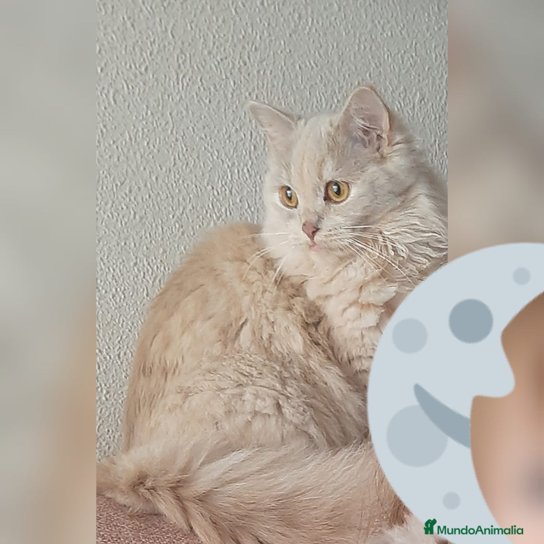 Persa gatos en venta: Gatos persas - Anuncio 9