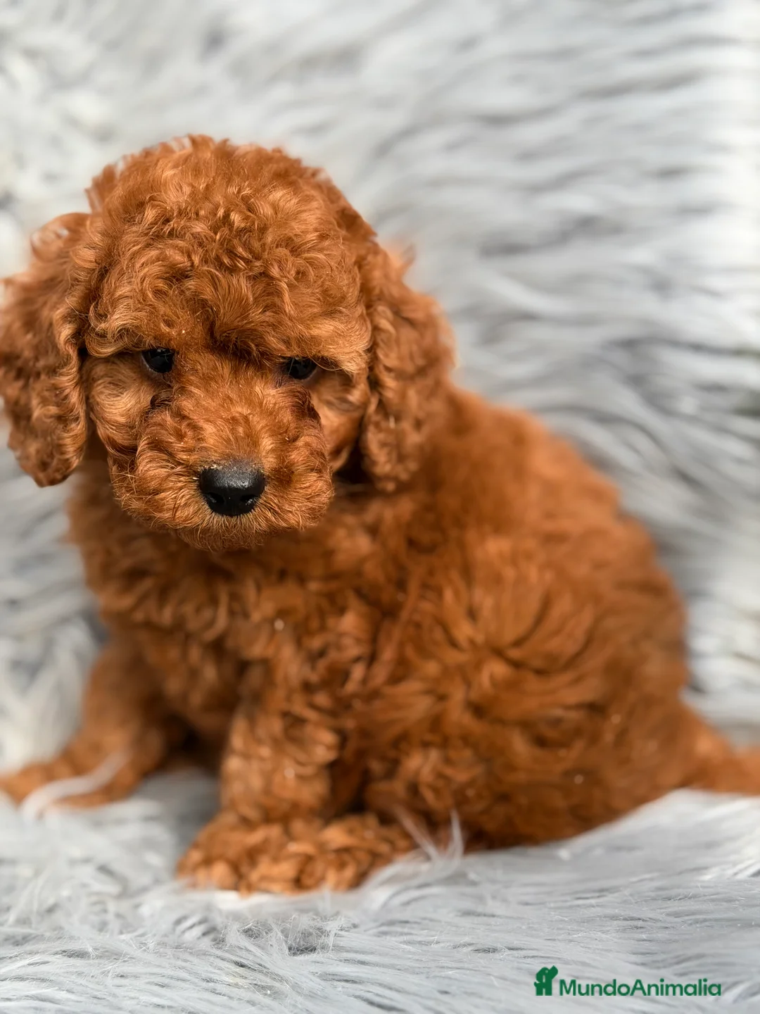 Caniche Enano perros en venta: Caniche rojo  - Anuncio 2