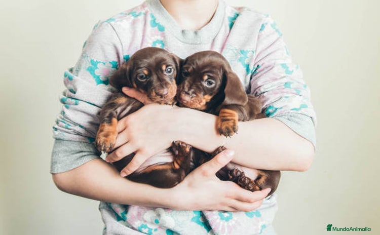 Teckel Miniatura perros - Propaganda 4