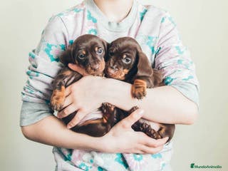 Teckel Miniatura perros TECKEL MARBELLA - Anuncio 34