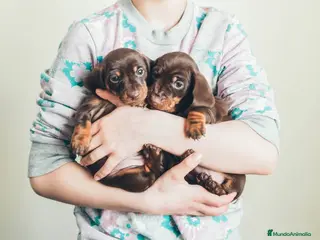 Teckel Miniatura perros TECKEL MARBELLA - Anuncio 27