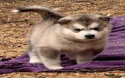 Alaskan Malamute perros en venta: Alaskan Malamute  - Imagen 4