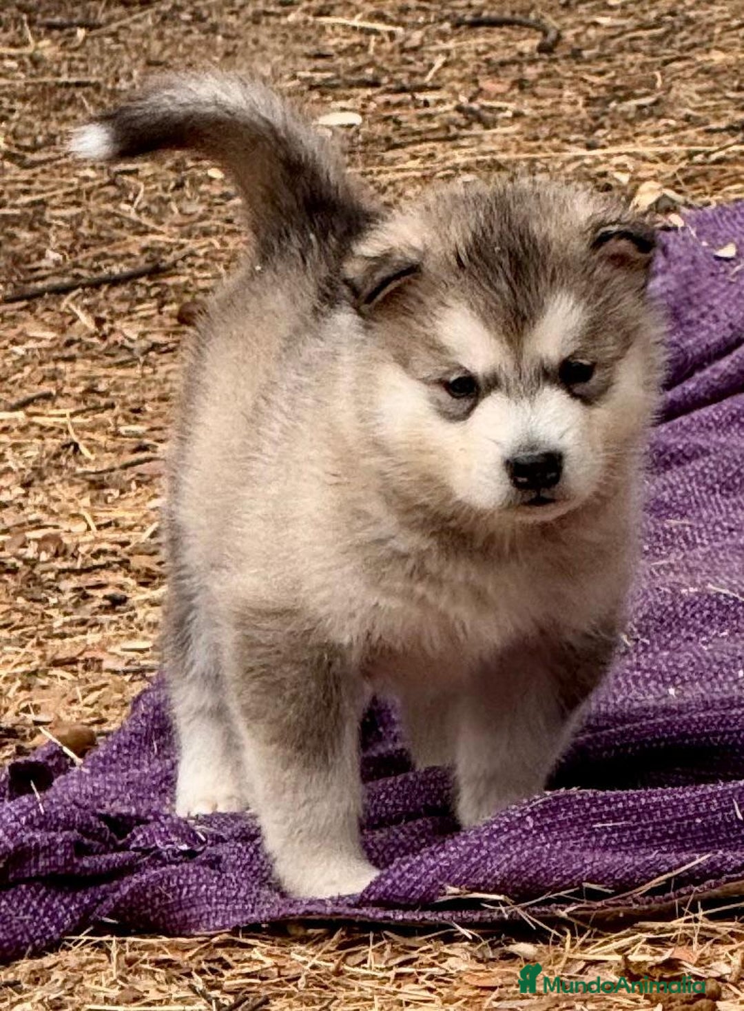 Alaskan Malamute perros en venta: Alaskan Malamute  - Imagen 4