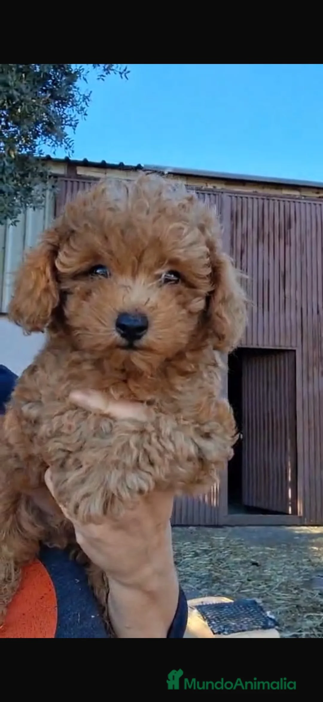 Caniche Toy perros en venta: Caniches toy - Anuncio 2