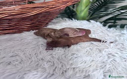 Caniche Toy perros en venta: CANICHE TOY HEMBRA. ENVIOS A TODA ESPAÑA - Imagen 7