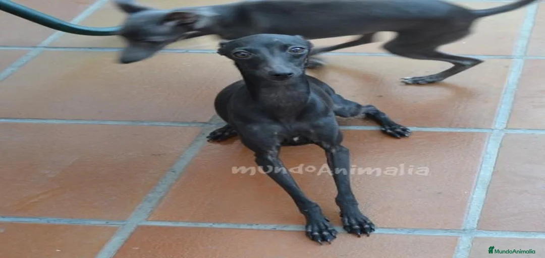 Imagen de galería {{count}}