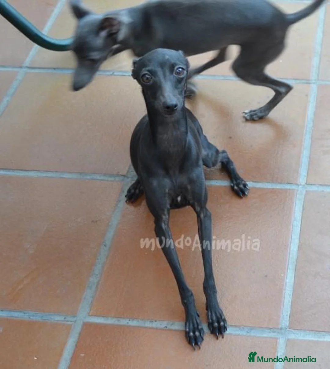 Imagen de galería {{count}}