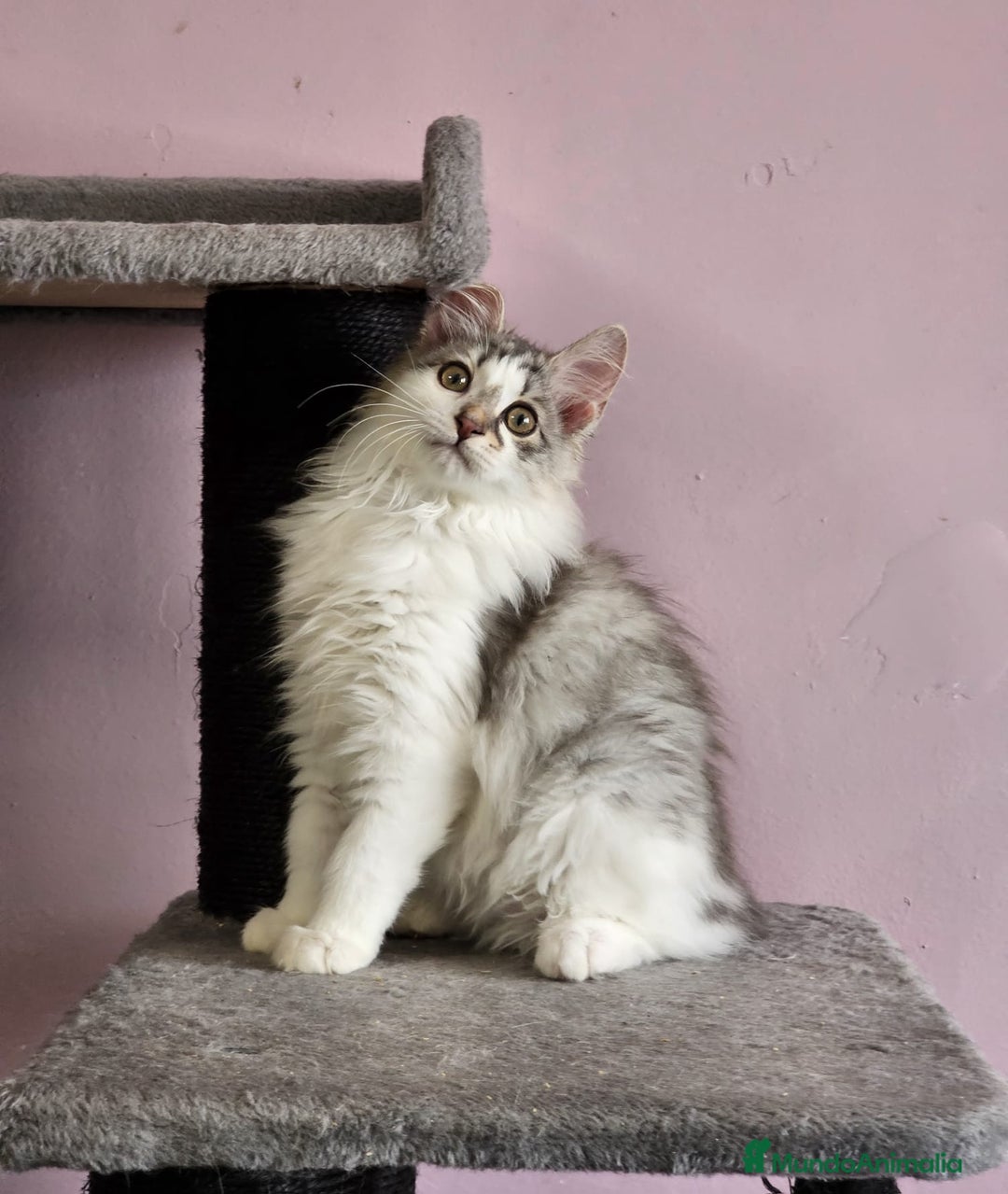 Kurilean Bobtail de Pelo Largo gatos en venta: Kurilian Macho - Anuncio 12