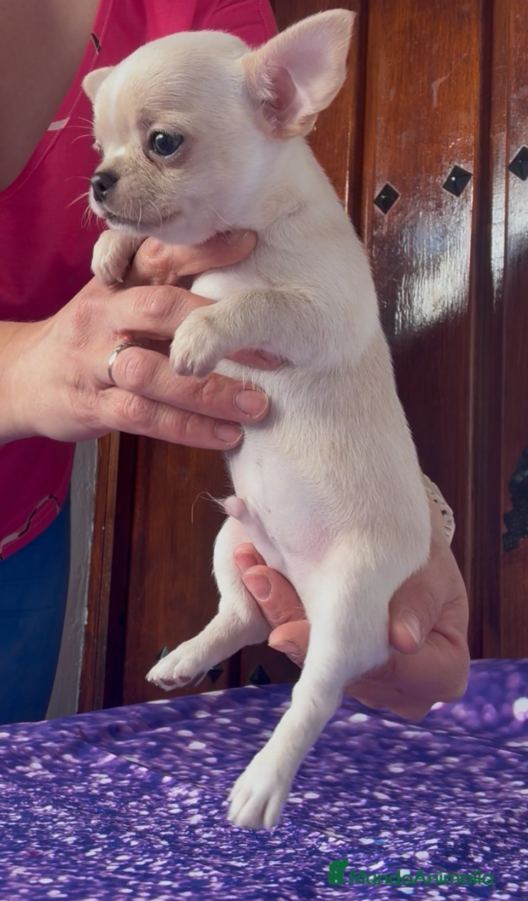 Chihuahua perros en venta: Precioso machito chihuahua  - Imagen 2