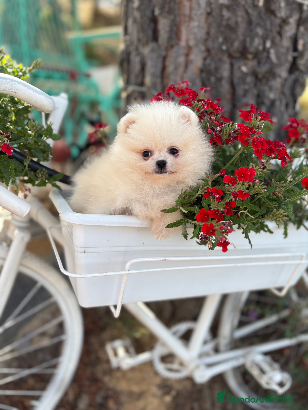 Pomerania perros en venta: Pomerania Hembra busca famila !!!!  - Imagen 9