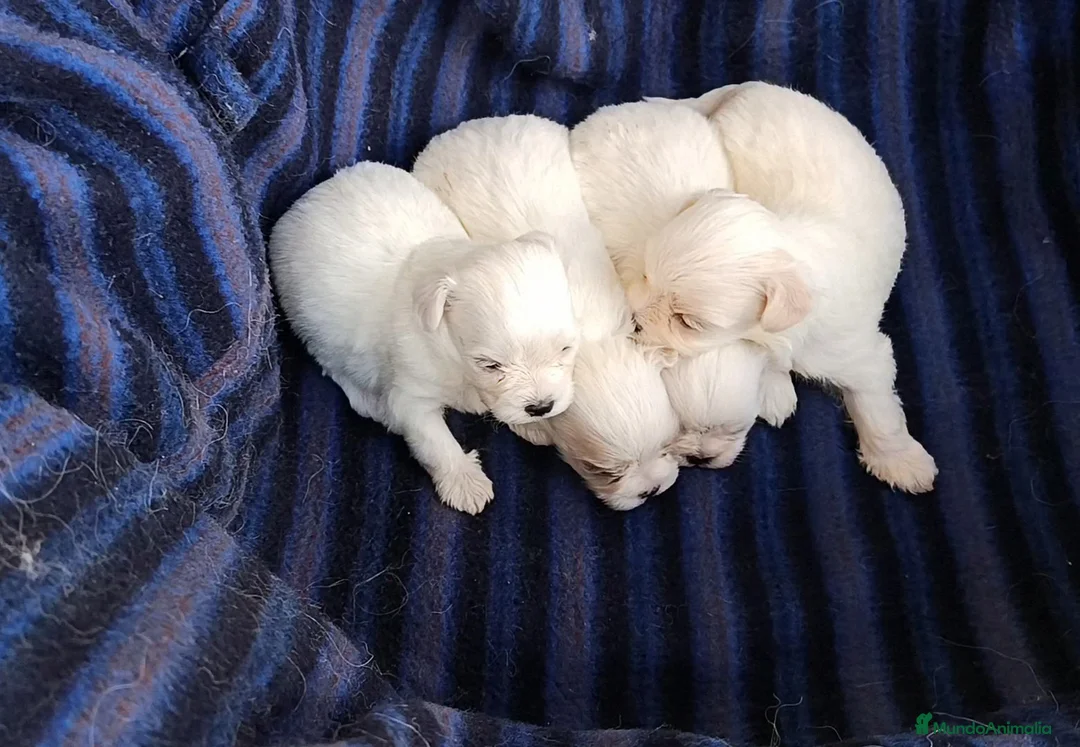 Bichón Maltés perros en venta: BICHÓN MALTÉS  - Anuncio 2