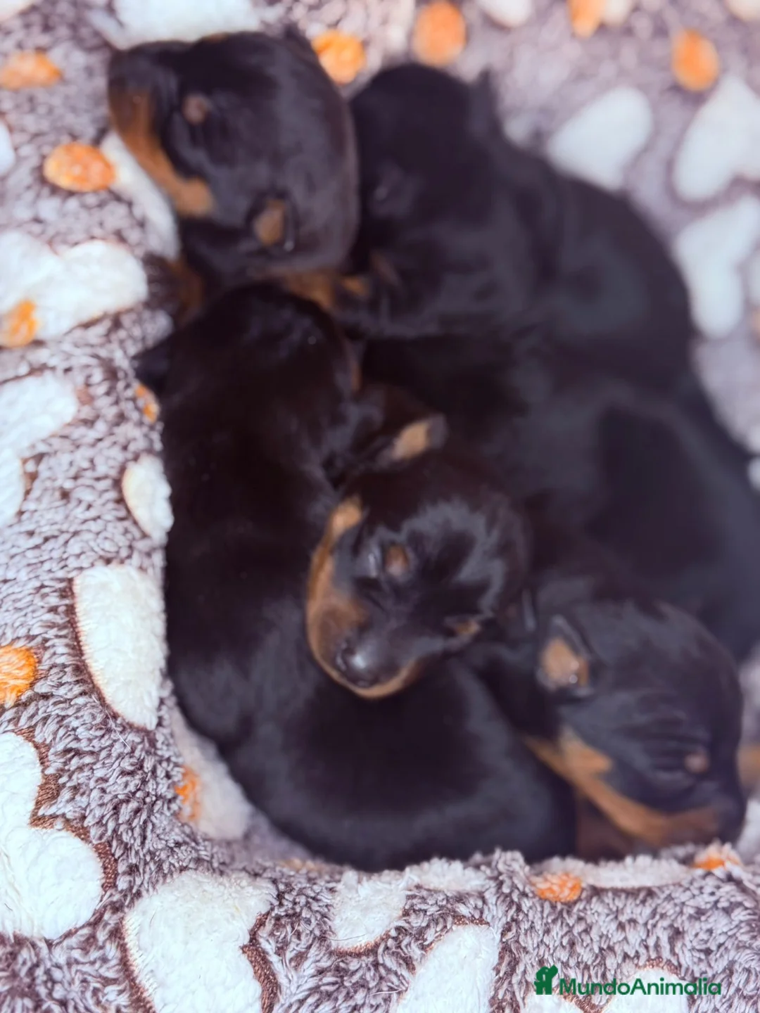 Pinscher Miniatura perros en venta: Pinscher Miniatura  - Anuncio 2