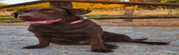 Labrador Retriever perros en venta: Labradora chocolate  - Anuncio 2