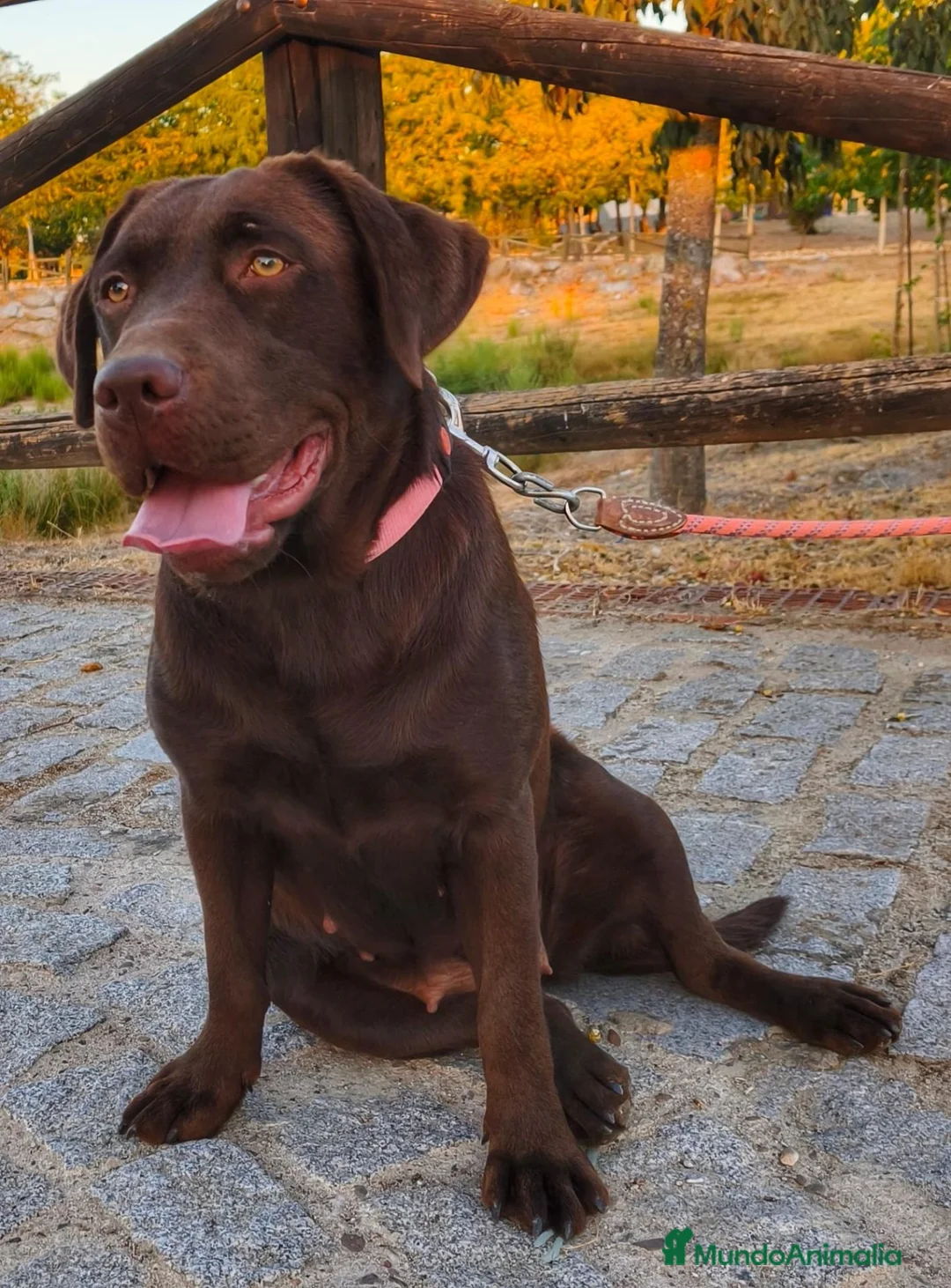 Labrador Retriever perros en venta: Labradora chocolate  - Anuncio 2