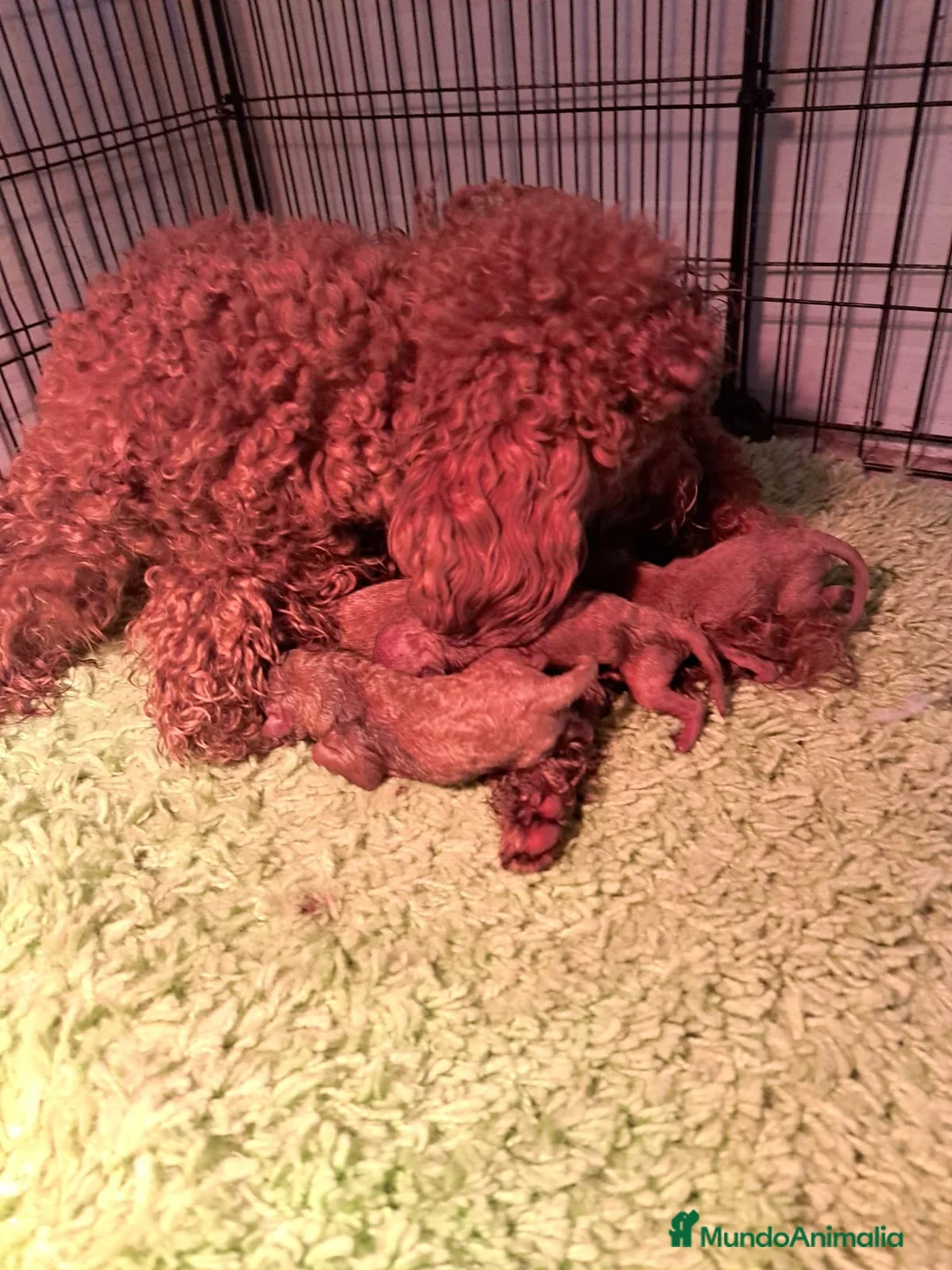 Caniche Toy perros en venta: Caniche toy - Anuncio 1