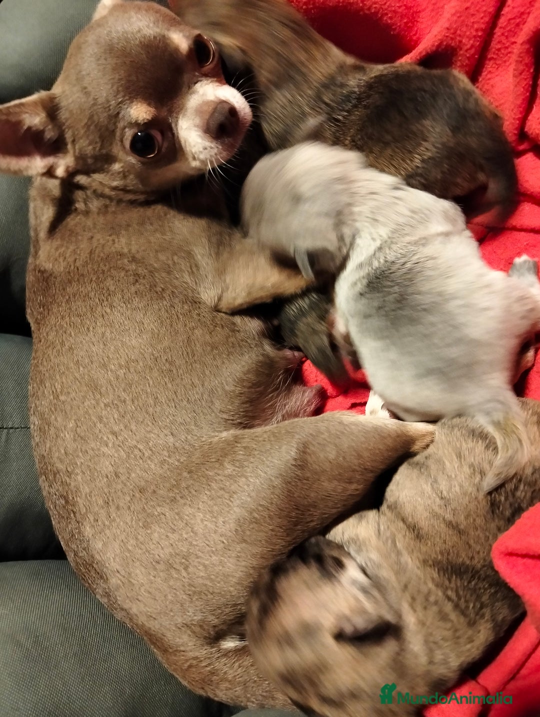 Chihuahua perros en venta: Cachorros chihuahua - Imagen 5
