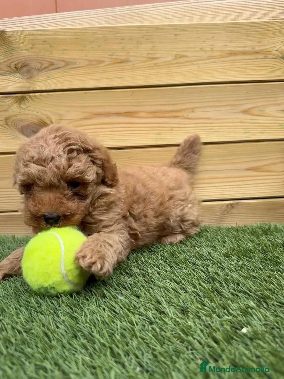 Caniche Enano perros en venta: VARIAS RAZAS en Barcelona - Anuncio 8
