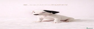 Jack Russell Terrier Cachorro 4