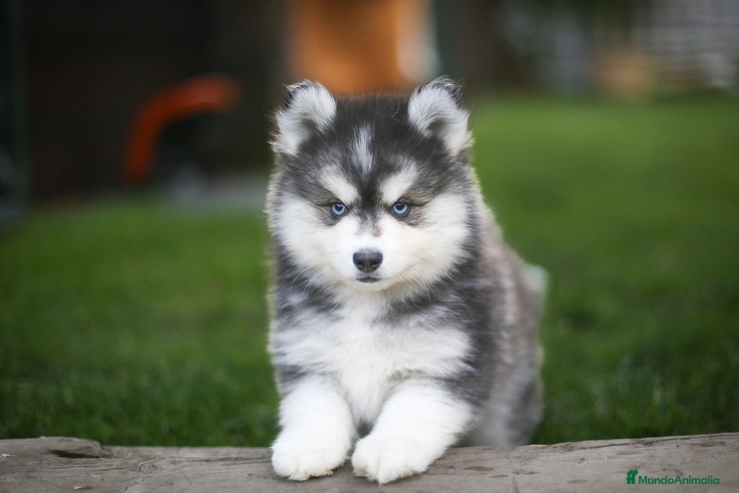 Pomsky perros en venta: Pomsky F4 Toy y minis  - Imagen 21