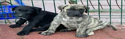 Presa Canario perros en venta: Camada de presa/dogo canario - Anuncio 5