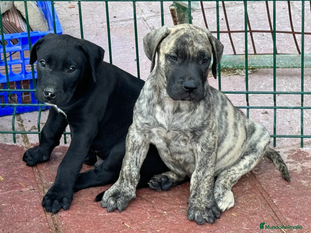 Presa Canario perros en venta: Camada de presa/dogo canario - Anuncio 5