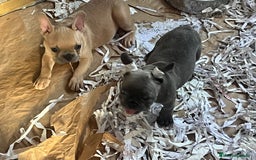 Bulldog Francés perros en venta: Bulldog Francés Caraby Benidorm  - Imagen 4