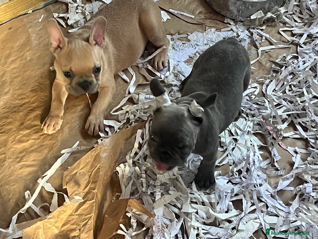Bulldog Francés perros en venta: Bulldog Francés Caraby Benidorm  - Imagen 4