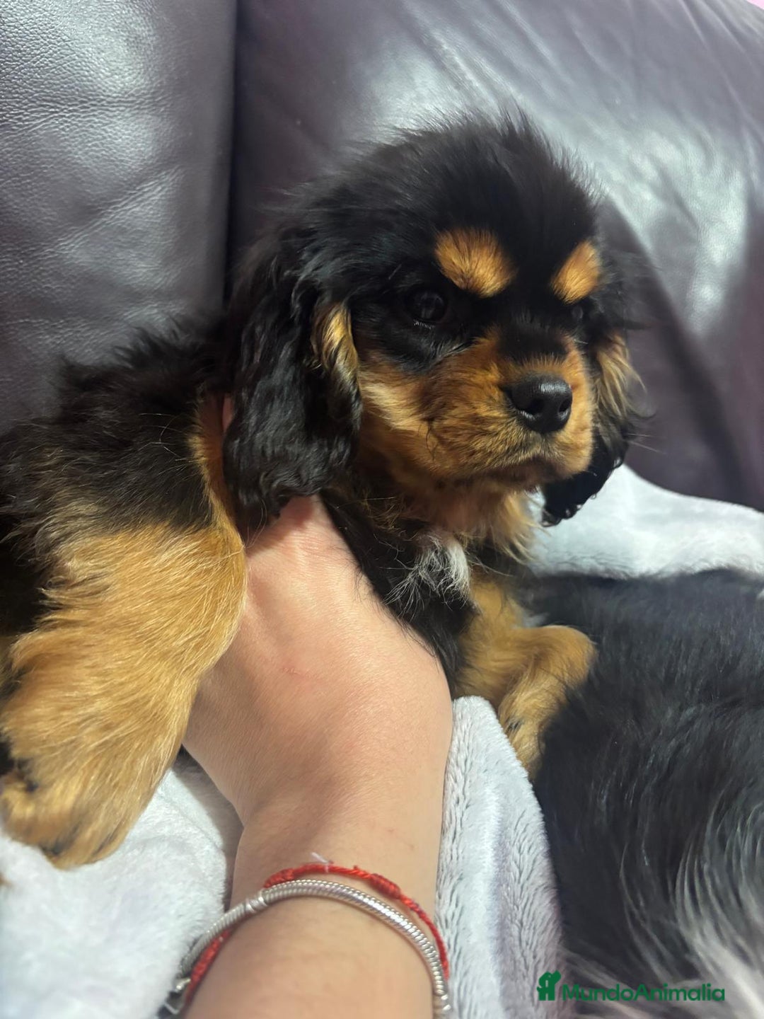 Cavalier King Charles Spaniel perros en venta: Cachorros Cavalier King alta calidad - Anuncio 8
