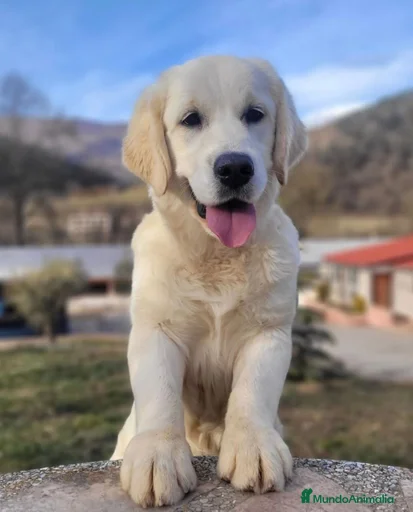 Imagen de galería {{count}}