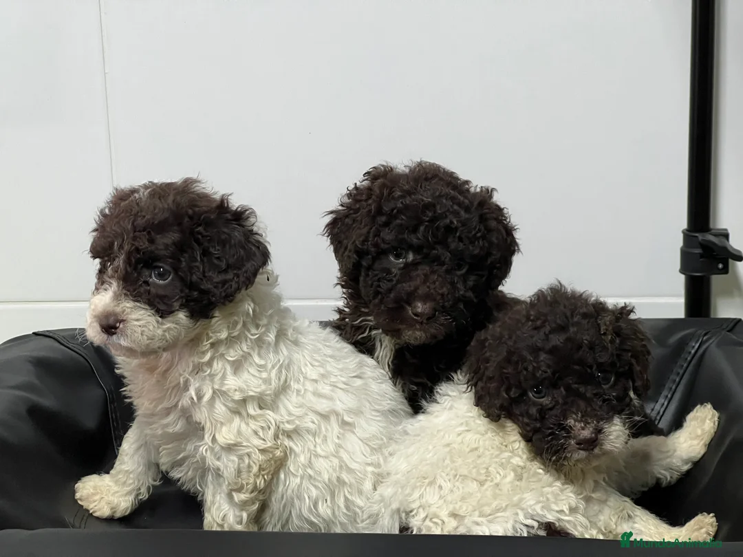 Perro de Agua Español perros en venta: Perro aguas choco y blanco choco  - Anuncio 4