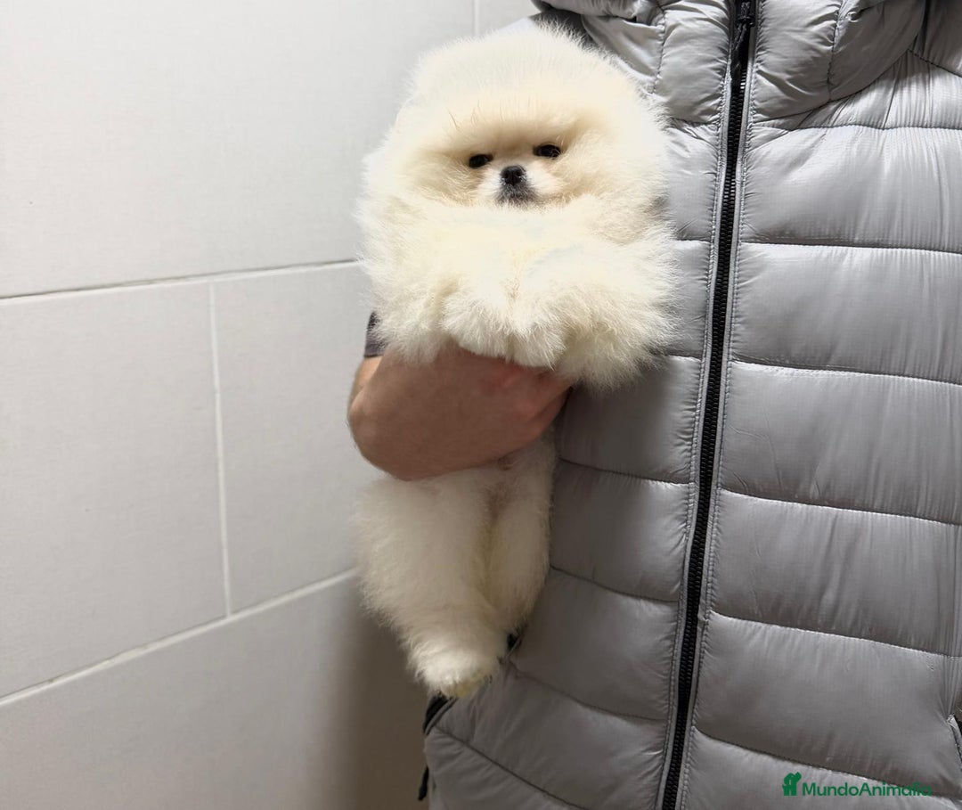 Pomerania perros en venta: Pomerania macho - Anuncio 2